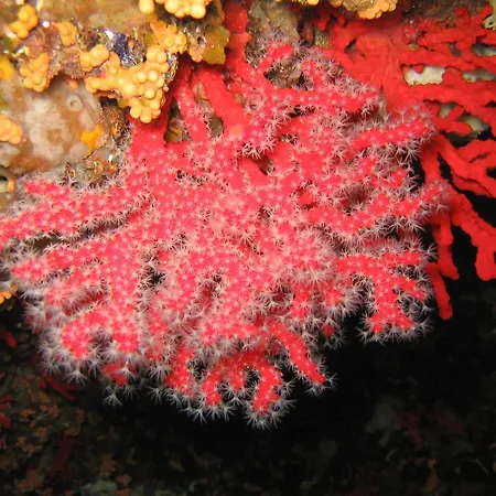 בית הארחה Giramondo Sardegna Affittacamere אלגהרו